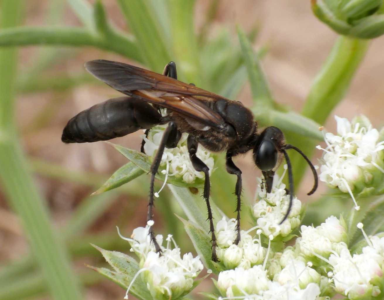 Sphecidae: maschio di Sphex leuconotus